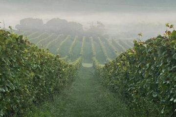Chandon Brasil: Uma Celebração ao Estilo e Sabor