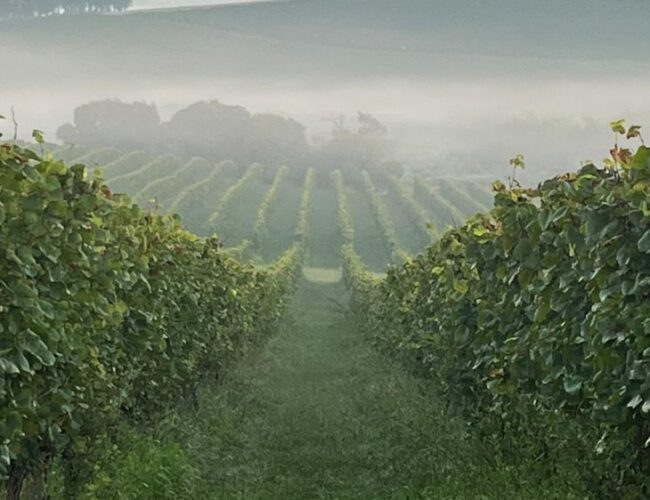 Chandon Brasil: Uma Celebração ao Estilo e Sabor
